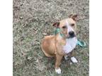Adopt Bobby a Jack Russell Terrier, Mixed Breed