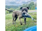 Adopt Bleau a Pit Bull Terrier