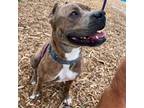 Adopt Aldous a Mixed Breed