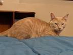 Adopt George Weasley a Domestic Short Hair