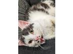 Adopt Nicholas a Domestic Medium Hair