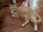 Adopt Rusty a Domestic Short Hair