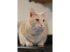 Adopt Freddy a Domestic Short Hair