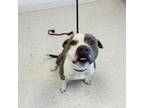 Adopt Debo a Pit Bull Terrier