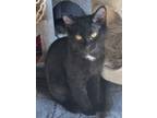 Adopt Quinn a Domestic Short Hair