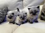 Himalayan Kittens