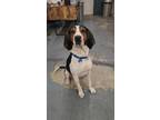 Adopt Moose a Treeing Walker Coonhound