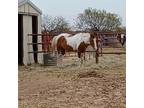 APHA Dun/White Tobiano Stallion Standing in Texas