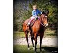 Beautiful QH Safe For Children
