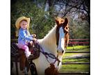Beautiful Paint Gelding Safe For All Riders Young or Old