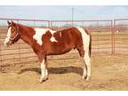 APHA Sorrel/White Coming 3yr Old Colt