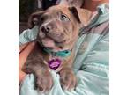 Adopt Bobby AKA Spunk a American Staffordshire Terrier, Mixed Breed