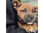 Adopt Antoni a American Staffordshire Terrier