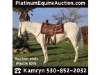 Family Safe, Ranch/Trail Horse, Online Auction! Go to www.PlatinumEquineAucti...