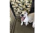 Adopt Snoopy a Shar-Pei, Pit Bull Terrier