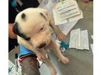 Adopt 55416820 a Shar-Pei, Pit Bull Terrier