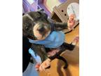 Adopt Puppy 1 a Shar-Pei, Pit Bull Terrier