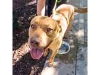Adopt Bug* a Pit Bull Terrier, Mixed Breed