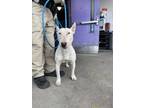Adopt CHINO a Bull Terrier, Mixed Breed