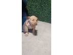 Adopt 55417704 a Pit Bull Terrier, Mixed Breed