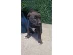 Adopt 55417708 a Pit Bull Terrier, Mixed Breed