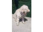 Adopt 55417587 a Poodle, Mixed Breed