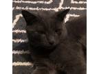 Adopt Silver a Domestic Short Hair