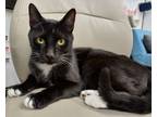 Adopt Sunny a Domestic Short Hair