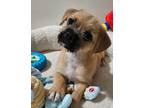 Adopt Pop a Pug, Wirehaired Terrier