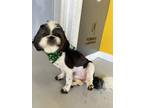 Adopt Wickett #1957 a Shih Tzu