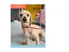 Adopt Chapo #4504 a Poodle