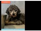 Adopt Capone #6741 a Poodle
