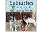 Adopt Sebastian a Pit Bull Terrier