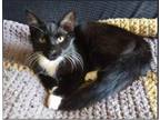 Adopt Goose a Tuxedo