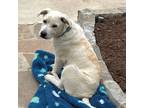 Adopt Lincoln a Great Pyrenees
