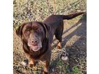 Adopt Buster a Chocolate Labrador Retriever
