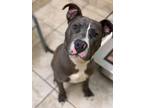 Adopt Blue a American Staffordshire Terrier