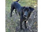 Adopt Pasta a Labrador Retriever, Mixed Breed