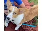 Adopt Louie a Corgi