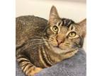 Adopt Biscuit a American Shorthair