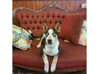 Adopt Elvis a Australian Cattle Dog / Blue Heeler