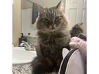 Adopt Fred a Maine Coon, Domestic Long Hair