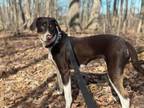 Adopt Kevin a Pointer