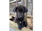 Adopt Sully a Black Labrador Retriever, Husky