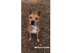 Adopt Winston a Australian Cattle Dog / Blue Heeler, Labrador Retriever