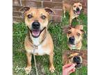 Adopt Archie a Black Mouth Cur, Australian Cattle Dog / Blue Heeler