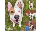 Adopt Vector a Pit Bull Terrier, American Staffordshire Terrier