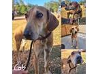 Adopt Cob a Black Mouth Cur, Saluki