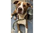 Adopt Odin a Hound, Pit Bull Terrier