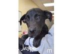 Adopt Jasper a Catahoula Leopard Dog, Labrador Retriever